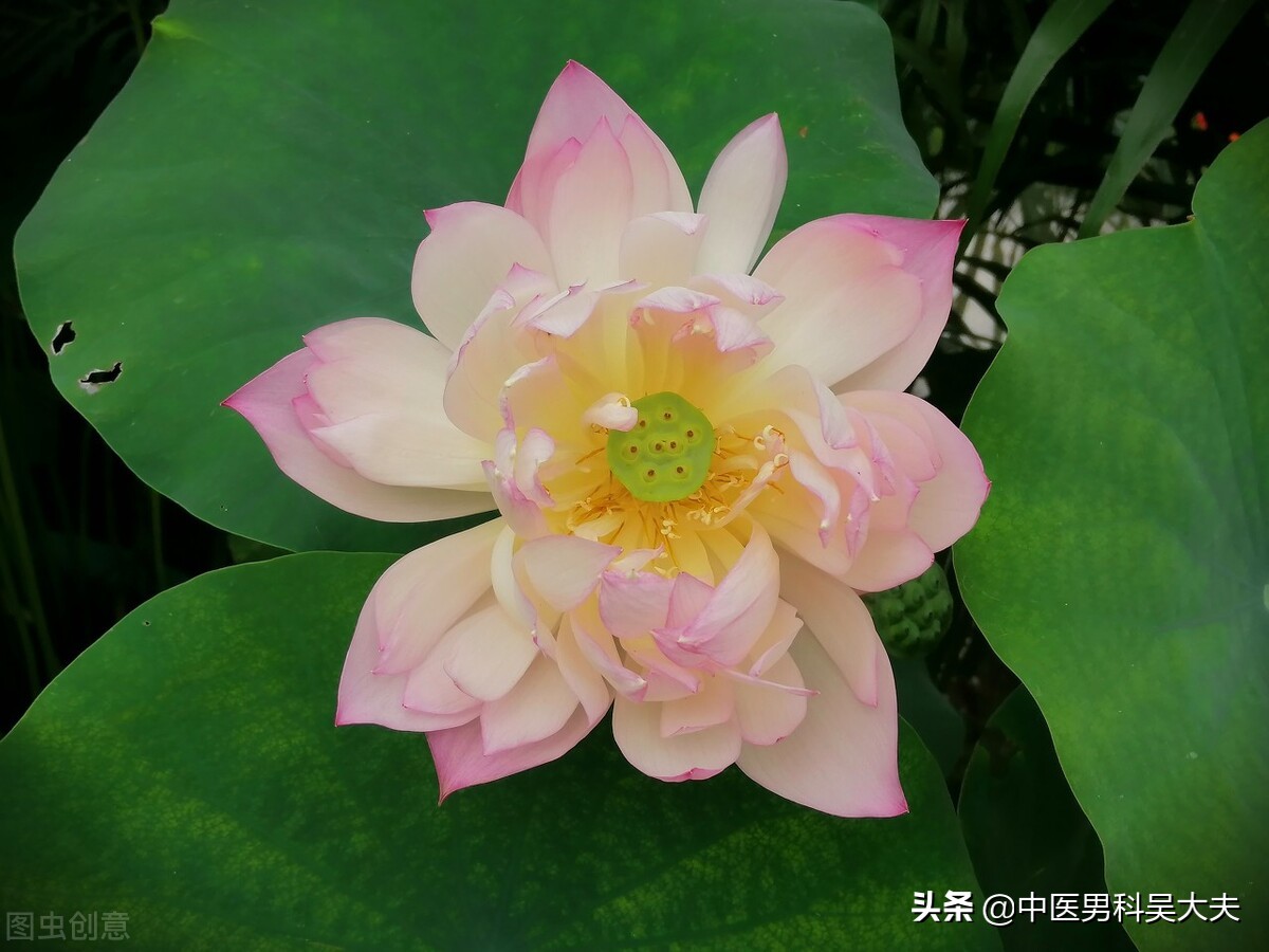 肝胆湿热导致睡眠质量差的中医调理方法与改善策略