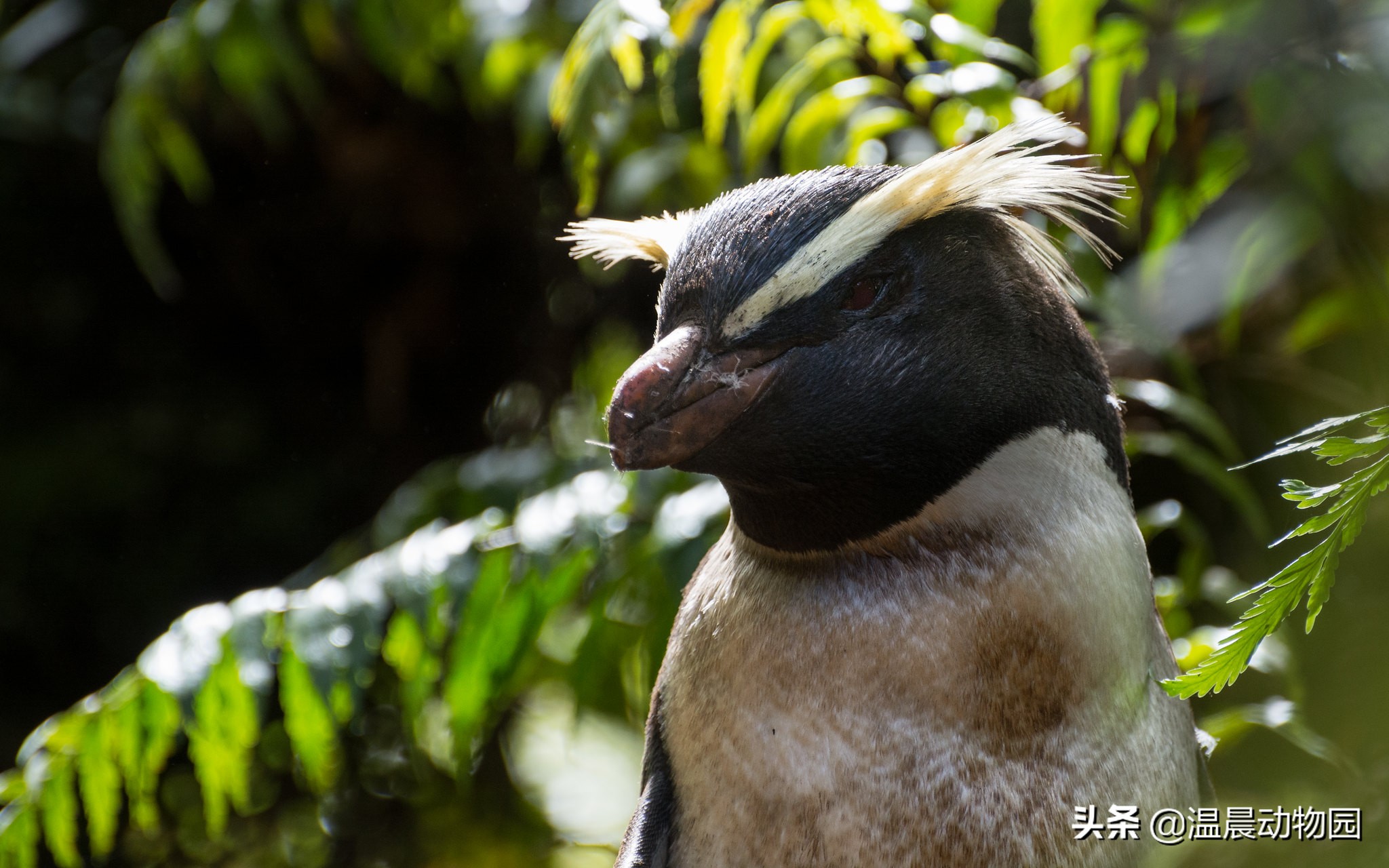 1.峡湾企鹅eudyptes pachyrhynchus