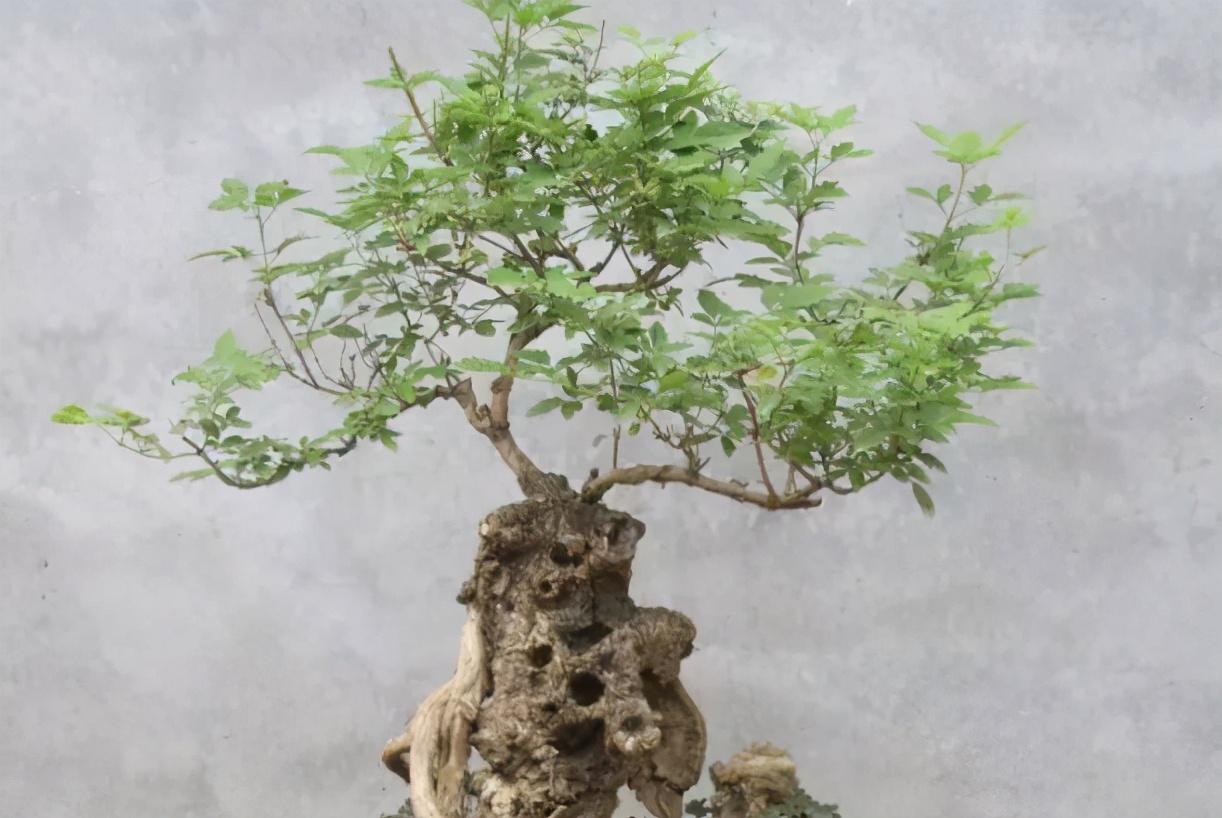 黄荆树图片(黄荆:常被家长教训熊孩子,却不知是天然驱蚊"神器",价值不