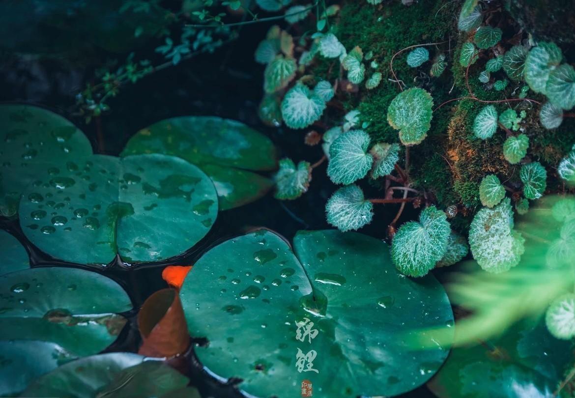 “莲叶何田田”——从《汉乐府·江南》看两汉诗歌的发展演变