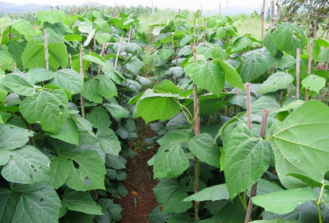 野地瓜图片(这) - 赤虎壹号