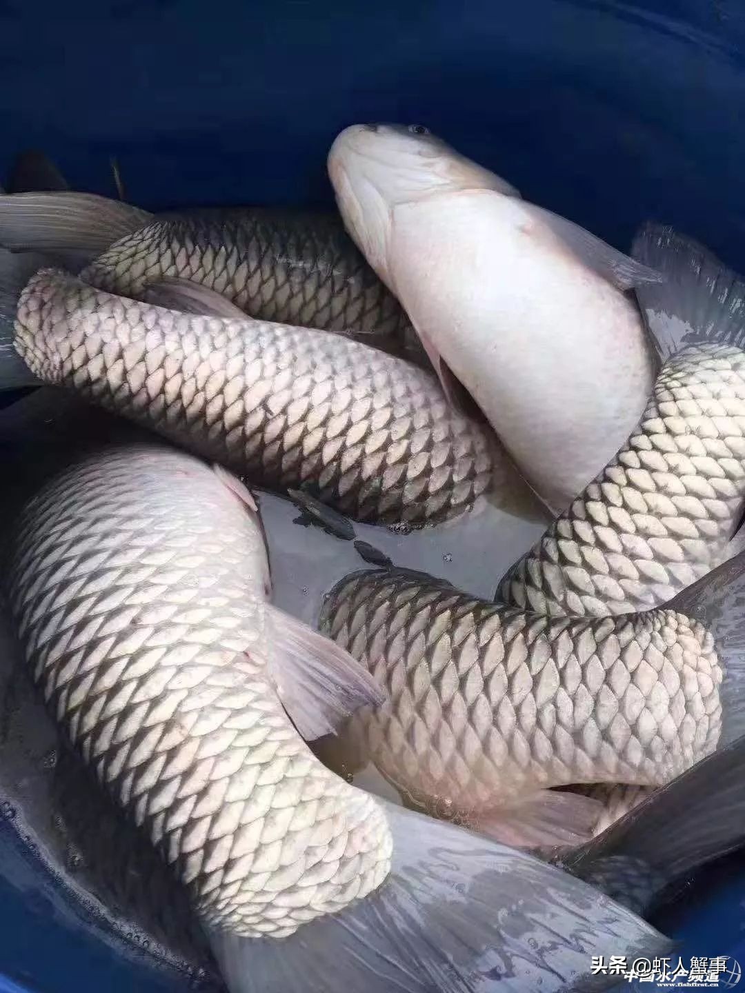 梅州今日鲫鱼价,今日鲫鱼价全国一览表