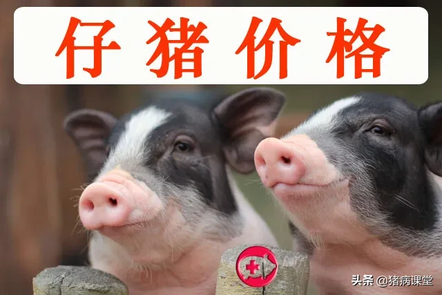 【仔猪行情】2019-11-29全国15-20公斤仔猪价格表