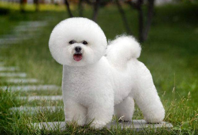 比熊犬怎么训练晚上不乱叫