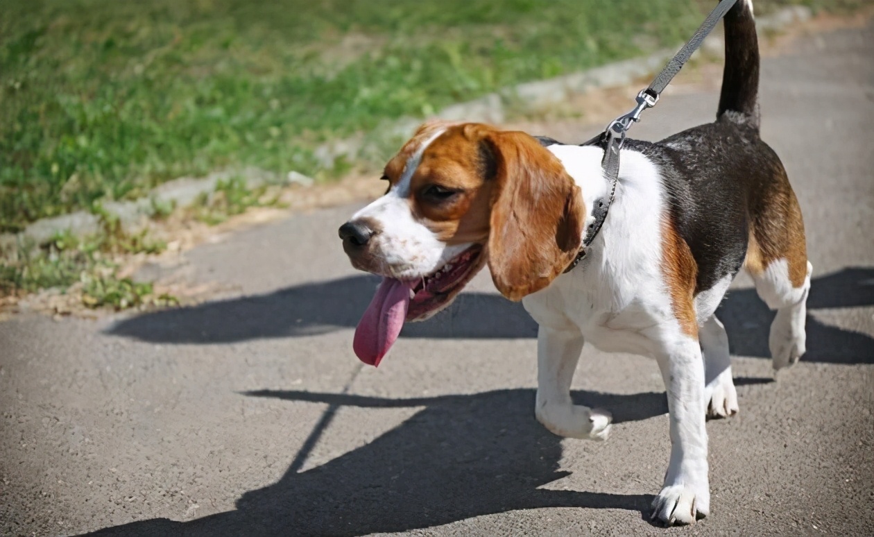 格力犬图片(这6种狗超难遛) - 赤虎壹号