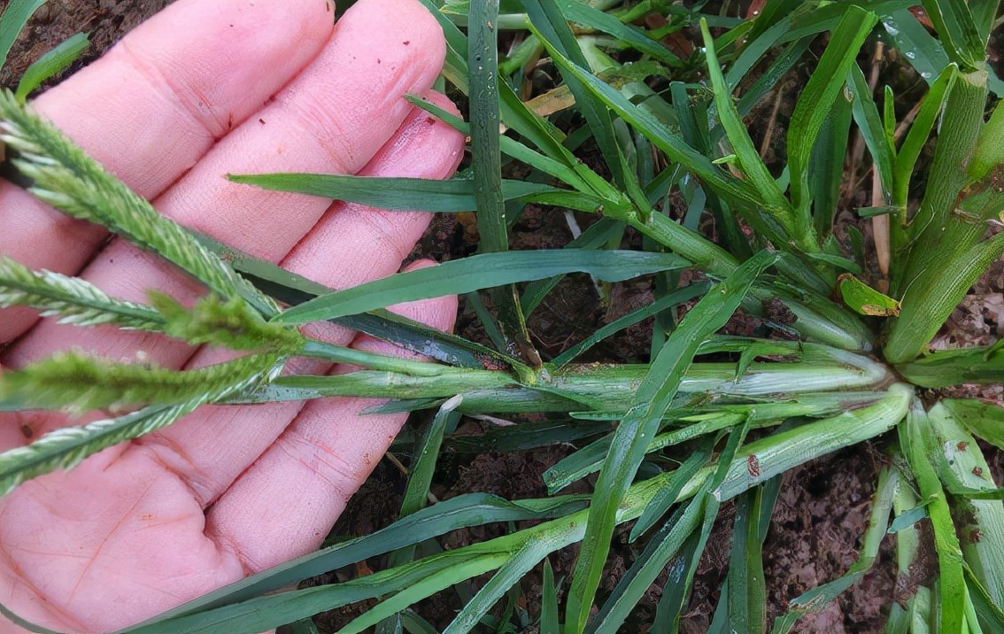 牛筋草:極難芟除而遭嫌棄,卻是天然的涼茶,若當雜草剷除太可惜