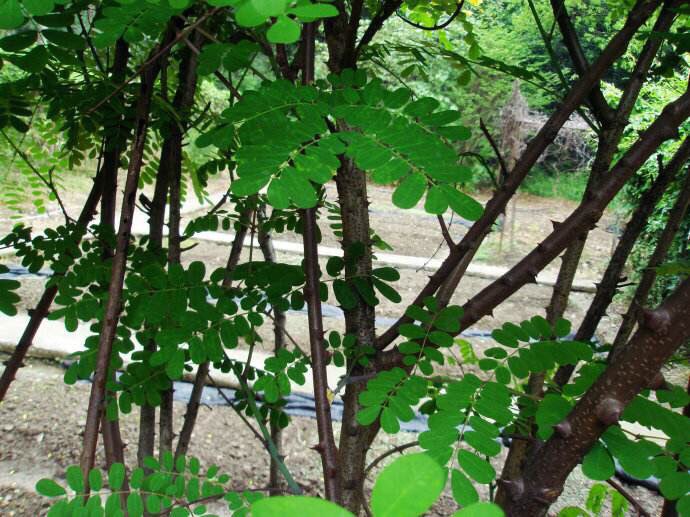 斗米虫的功效与作用(农村这种带刺的植物不值钱,但树