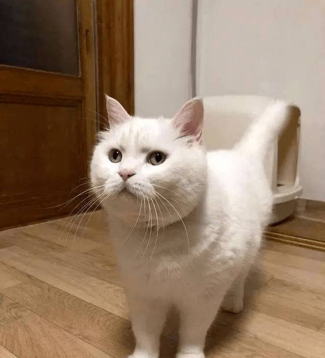 养猫分5个等级，越高级越幸福，你到哪个等级呢？
