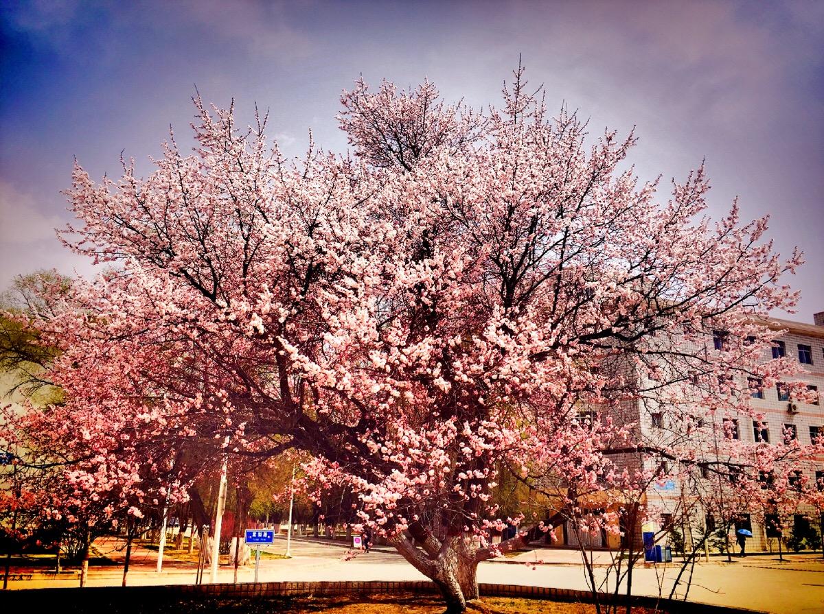 小学生优秀作文赏析：《春天的校园》三篇