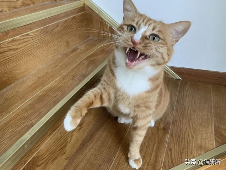 猫咪为啥总是喵喵叫讨食？明明碗里还有粮