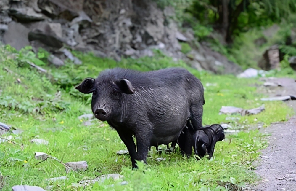藏香猪养殖,藏香猪养殖前景和利润