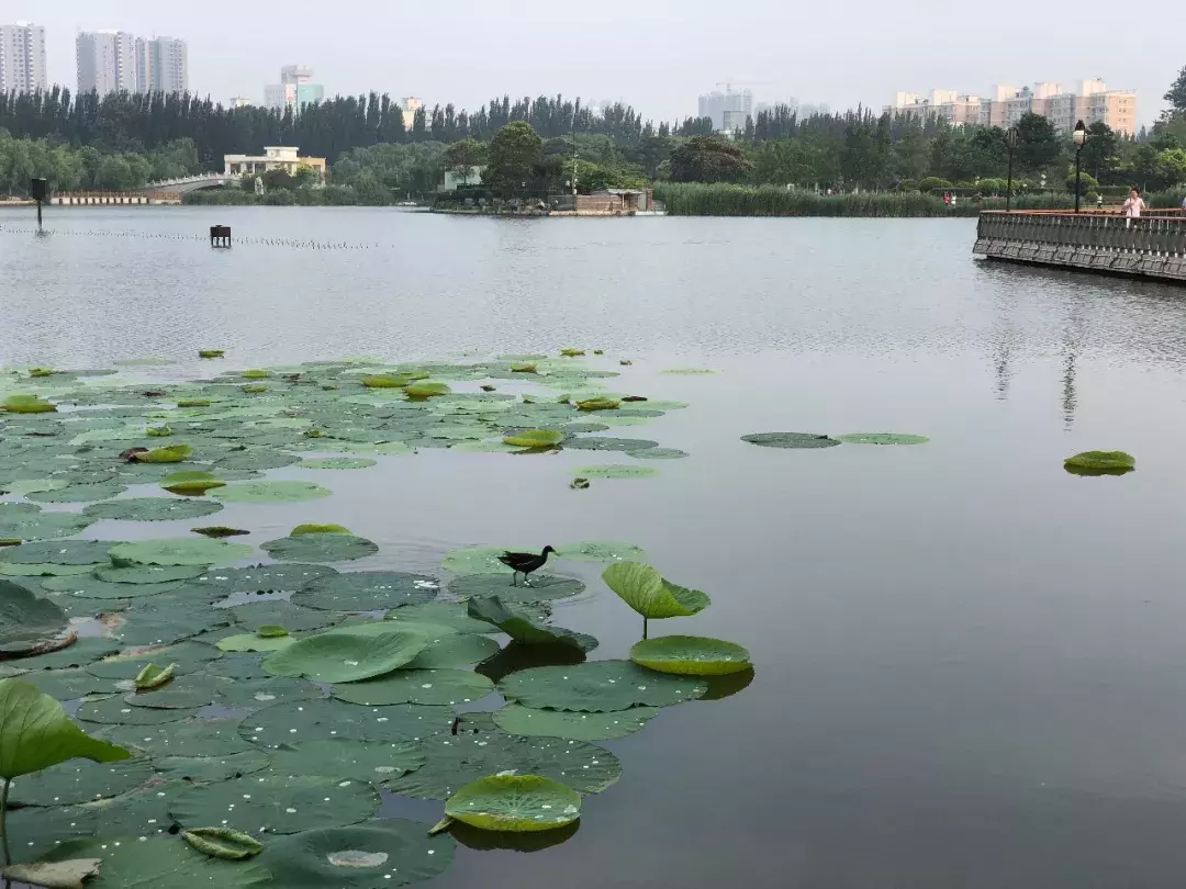 手机就能拍出唯美中国画？画意摄影居然这么容易！