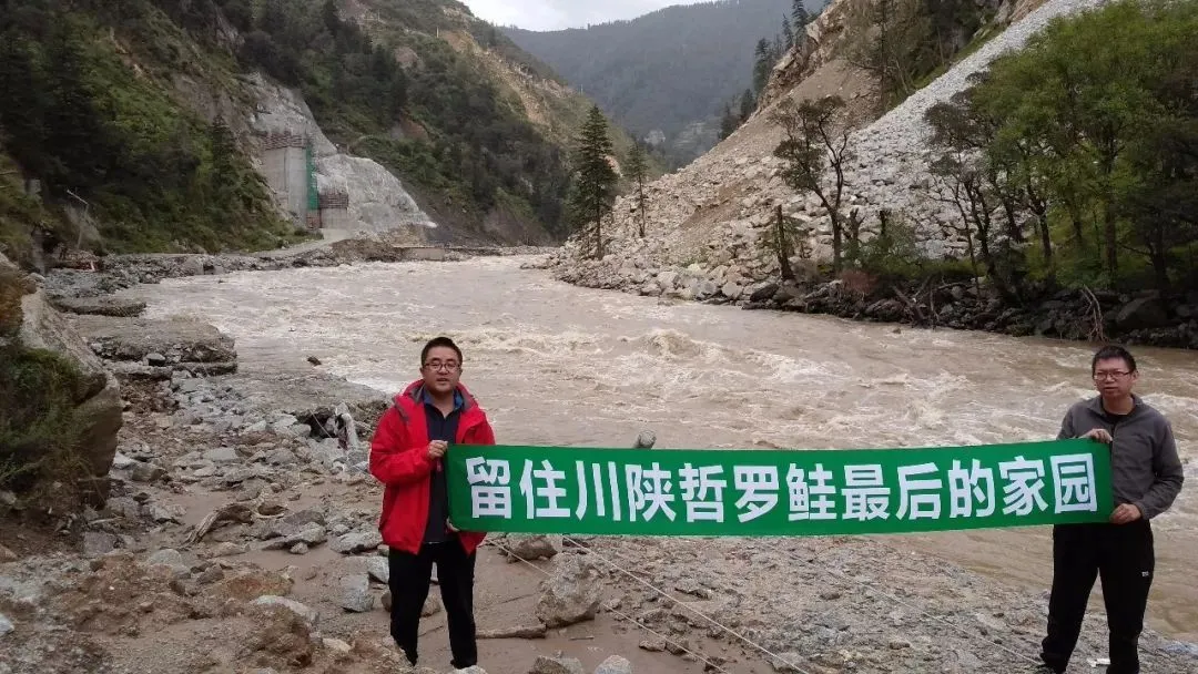 长江里的“水中猛虎”——川陕哲罗鲑