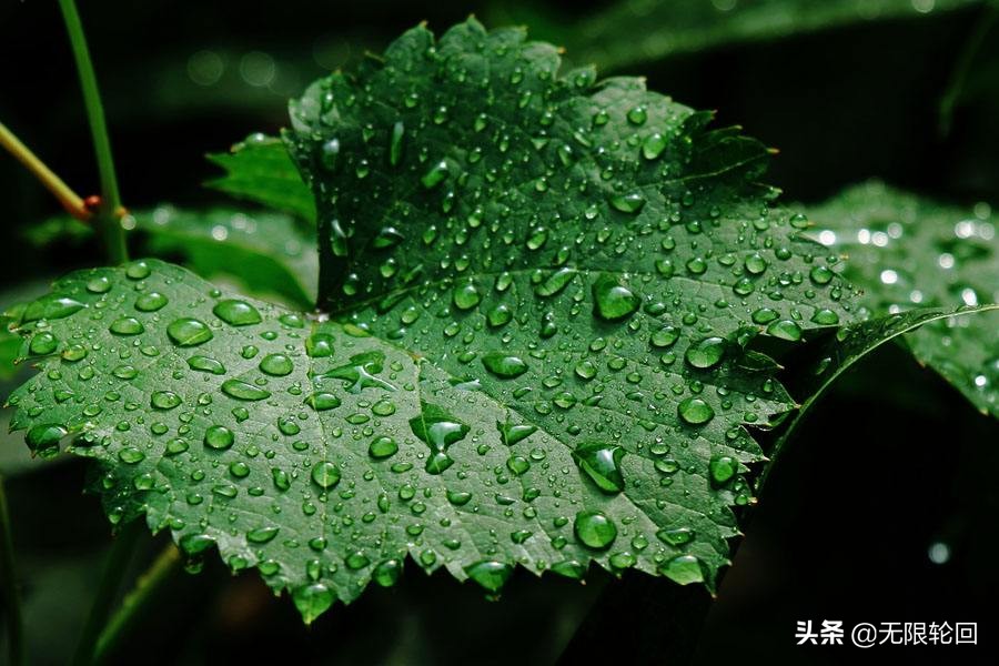 留得枯荷听雨声：5首优美的听雨诗词