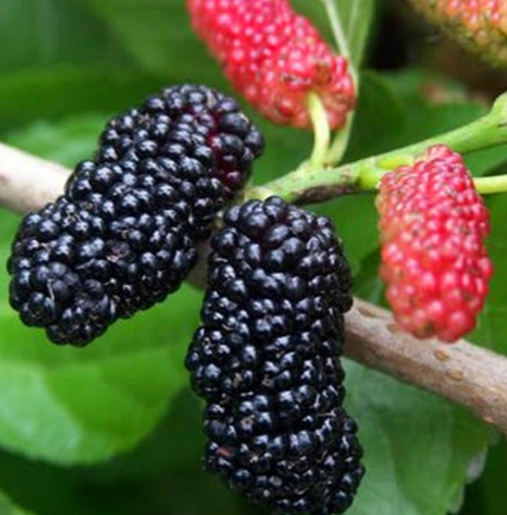 葚子的功效与作用(农村孩子才吃过的"野果":天地,葚子,香木浆……)