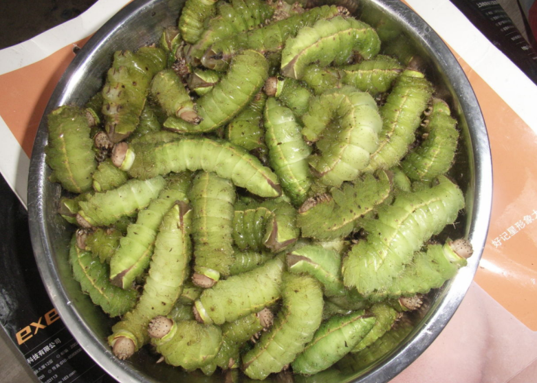 猪儿虫，从害虫到美食