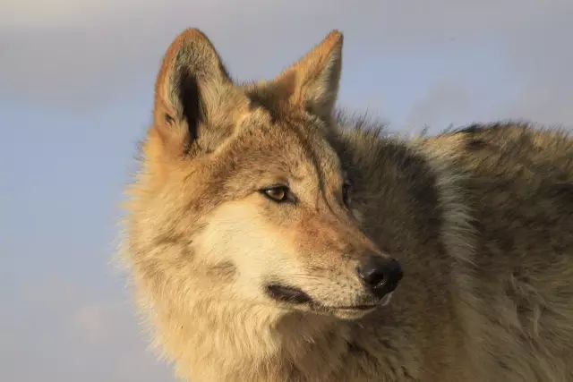 狼王授权码如何注册(23岁美女画家救下一只小狼) - 燕来学堂