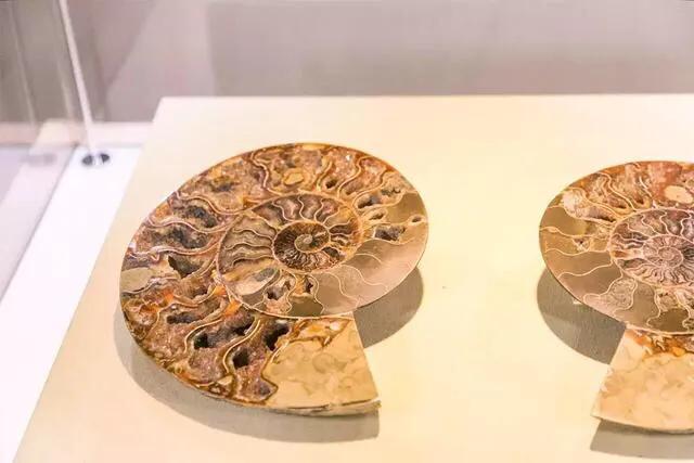 不要错过，深圳十大适合小朋友的免费又好玩的地方