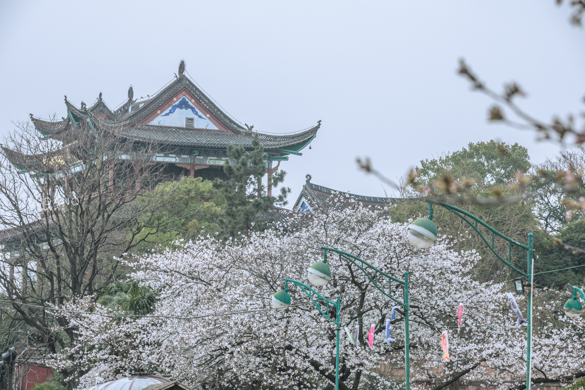 樱花配古建，晴川阁比黄鹤楼更唯美！武汉樱花之旅千万别错过这里