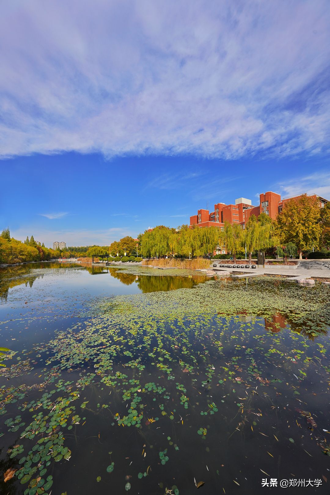 "青春活泼的心,绝不作悲哀的留滞"莘莘郑大学子不如与秋日郑重地告别