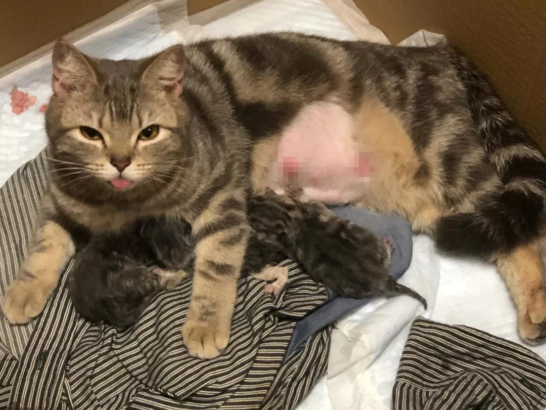 猫咪雌雄不难辨！毛发等两处特征便暴露了它们的性别