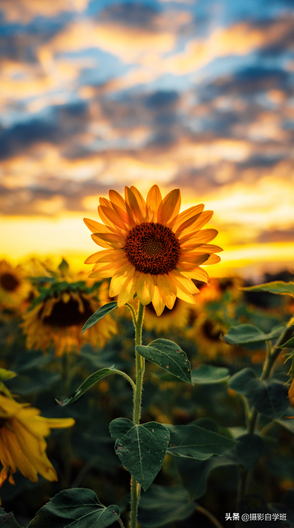 向日葵图片唯美头像(拍向日葵11个万能技巧) - 赤虎壹号
