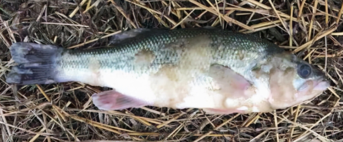 鱼身上有白色絮状物怎么治?鱼塘的鱼得了水霉病怎么治?