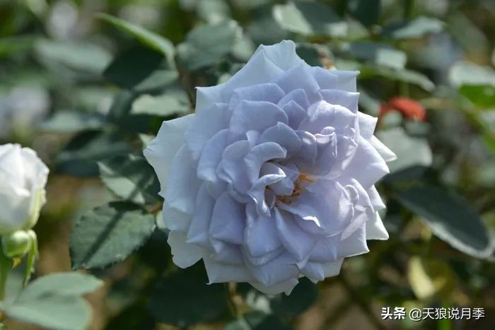 2020世界新品月季大赏，一起来看看都有哪些值得期待的新品种