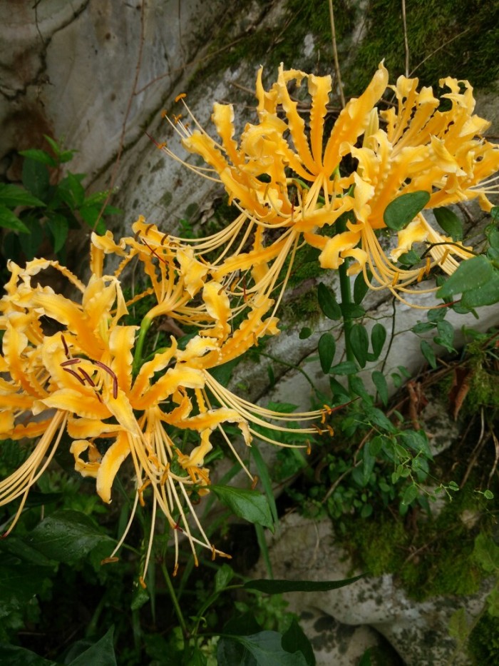 洋槐花有毒嗎,洋槐花有毒嗎能吃嗎