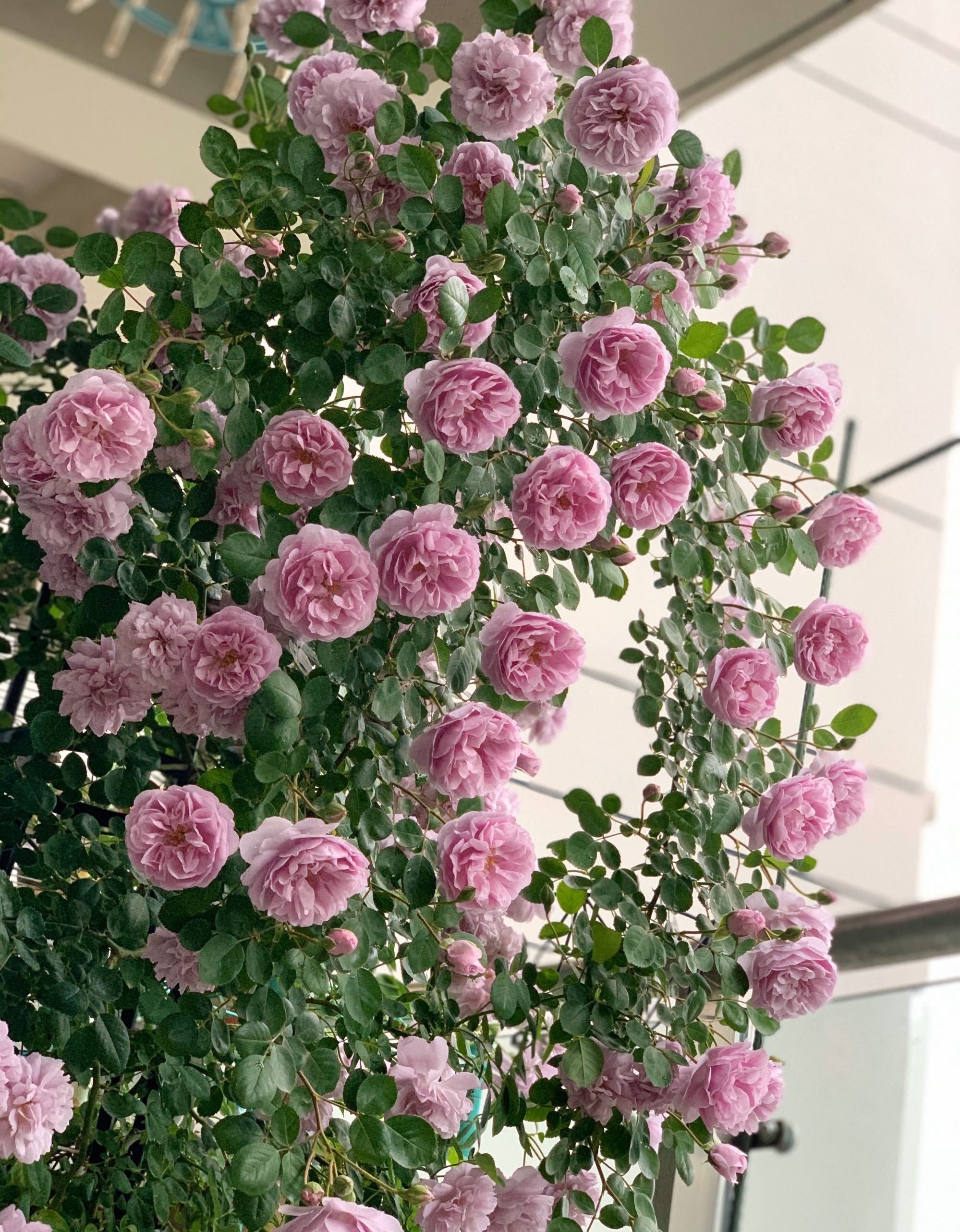 月季蓝色阴雨(推荐几种适合阳台养的花让阳台变花海)