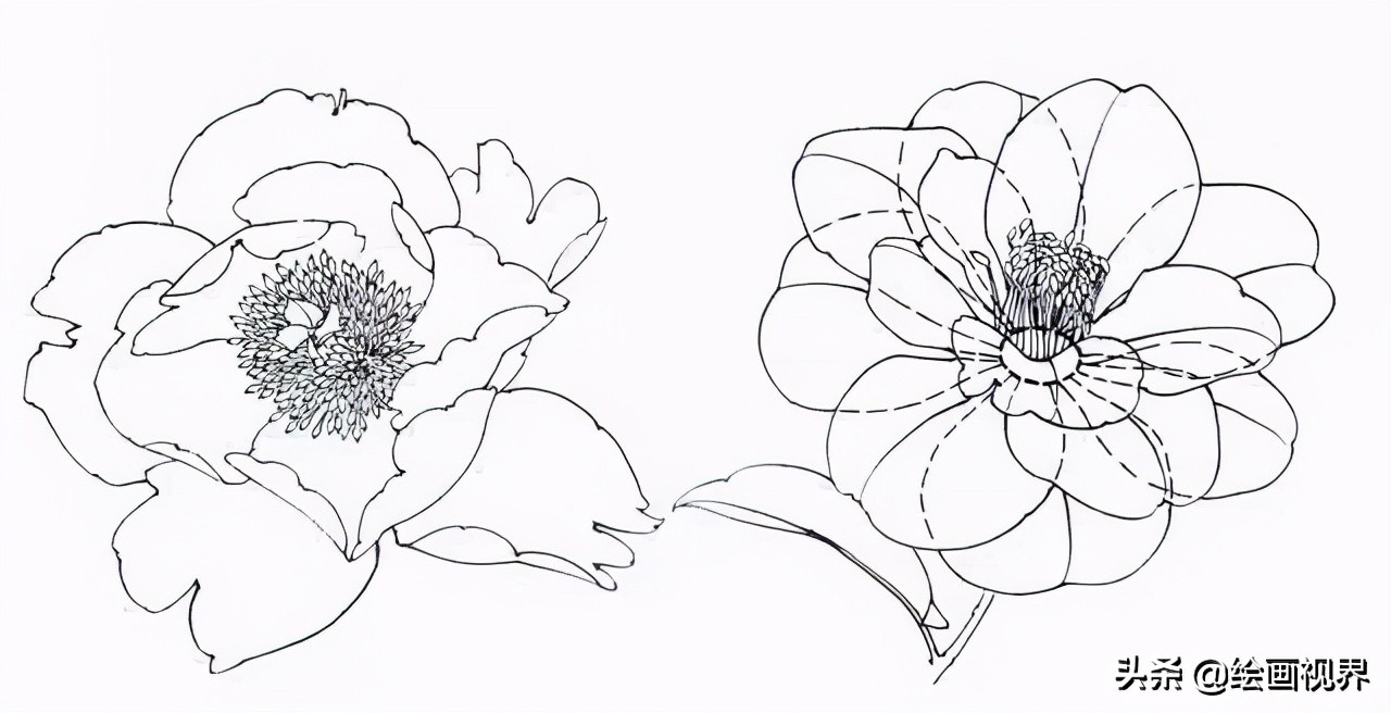 乾貨!初學者畫白描花卉基礎形態線稿,快收藏起來臨摹學習