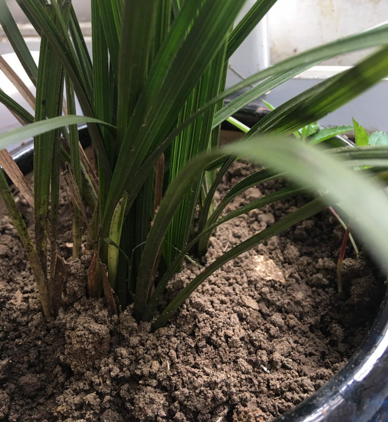 花土里的小飞虫怎么彻底清除（1个不用喷药的简单方法）