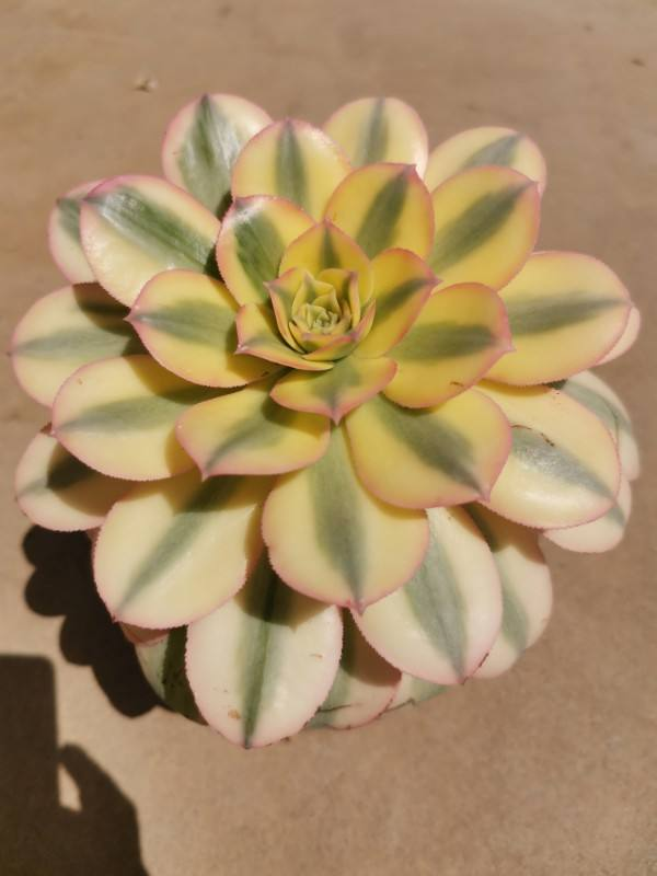 天气越来越热，植物开始进入休眠状态，抓住要点养护是关键