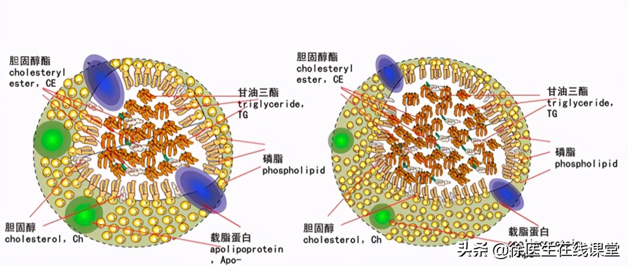血脂检查项目通常来说比较多,比如甘油三酯,总胆固醇,高密度脂蛋白