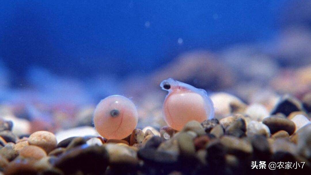 星露谷物语岩浆鳗鱼怎么钓（星露谷岩浆鳗鱼在哪）-第7张图片-昕阳网