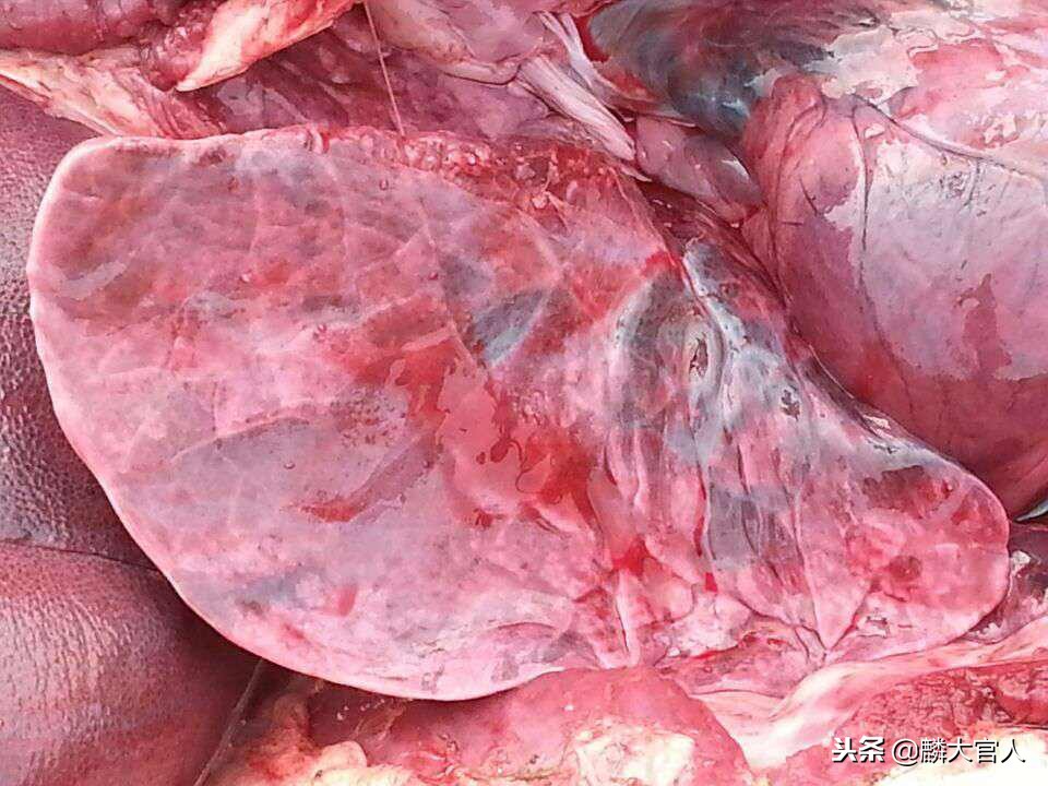 这种肉只要3块钱一斤，但却含有大量的毒素，再便宜也不要吃！