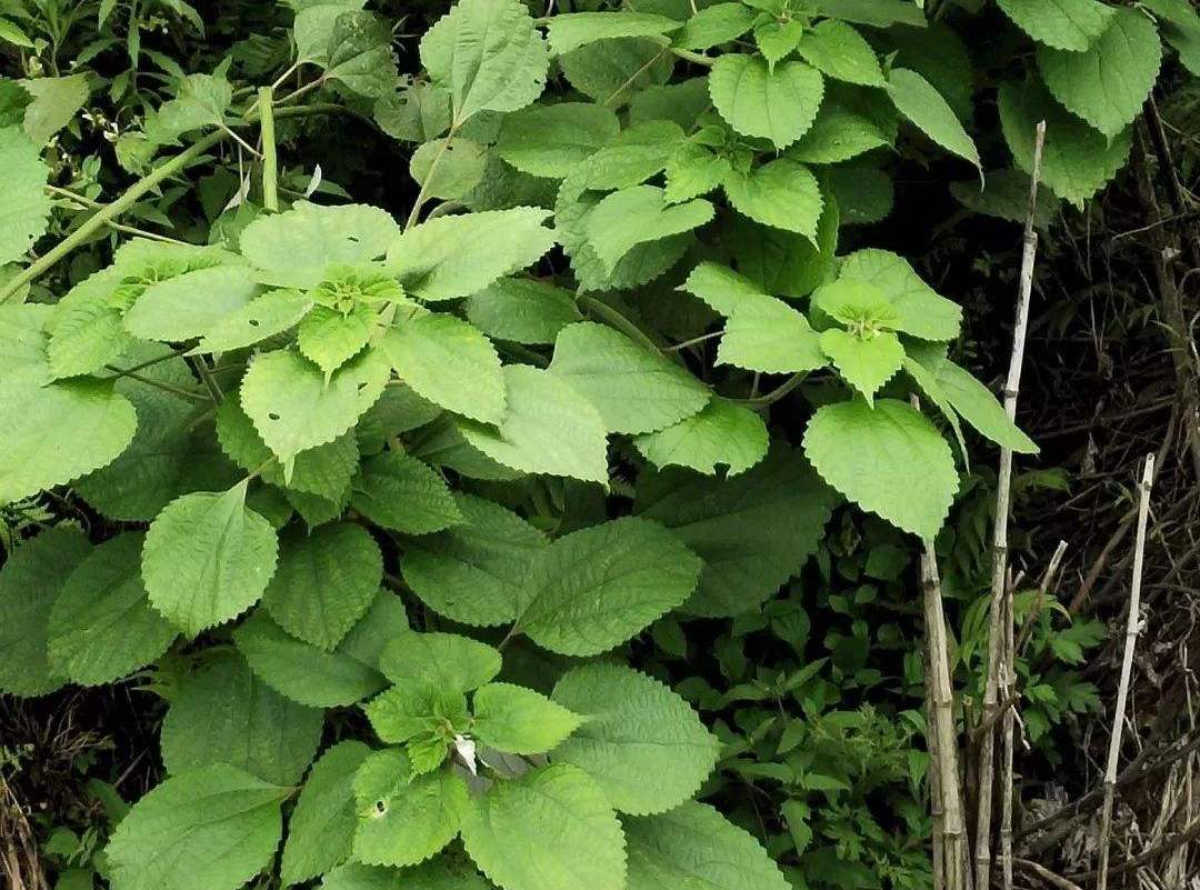 食用麻叶功效与作用-我的快乐小窝