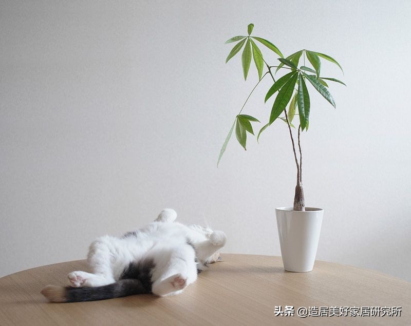 盘点家居界12大网红绿植,颜值高又好养很贴心