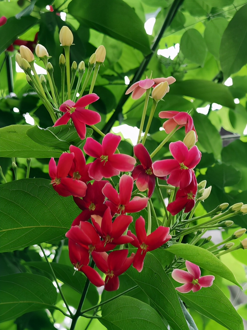 花名大全及花语（5种高颜值美花的花语以及传奇的故事）