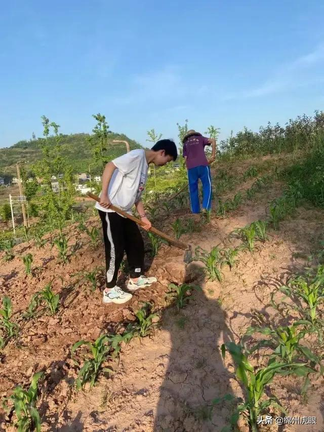 好心疼！绵阳十二三岁的娃娃，竟被学校赶下田去插秧子