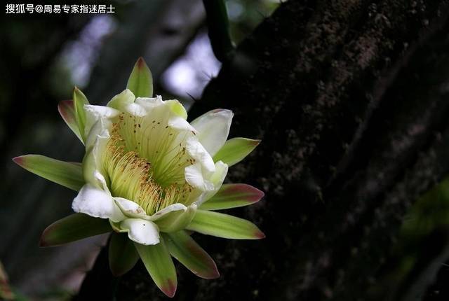 面相算命：脸上长黑毛的人有福吗？有哪些优势与劣势表现