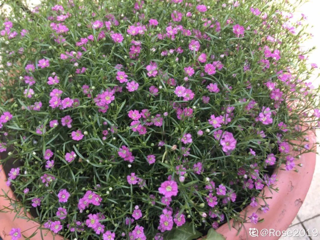 nba为什么浇水（天热了，花需水量太大，一天不浇水，立马死给你看）