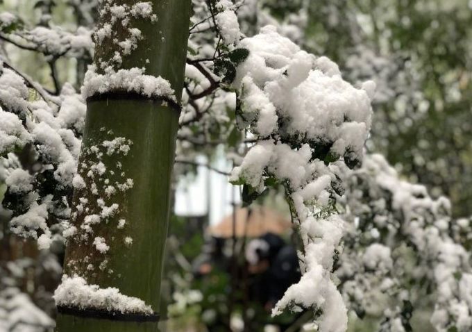 「诗词鉴赏」古诗词中的雪竹，不负岁寒心！