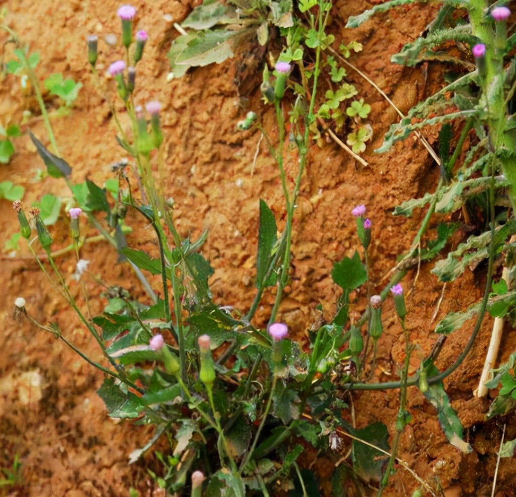 叶下红的功效与作用(农村这种) - 行就行