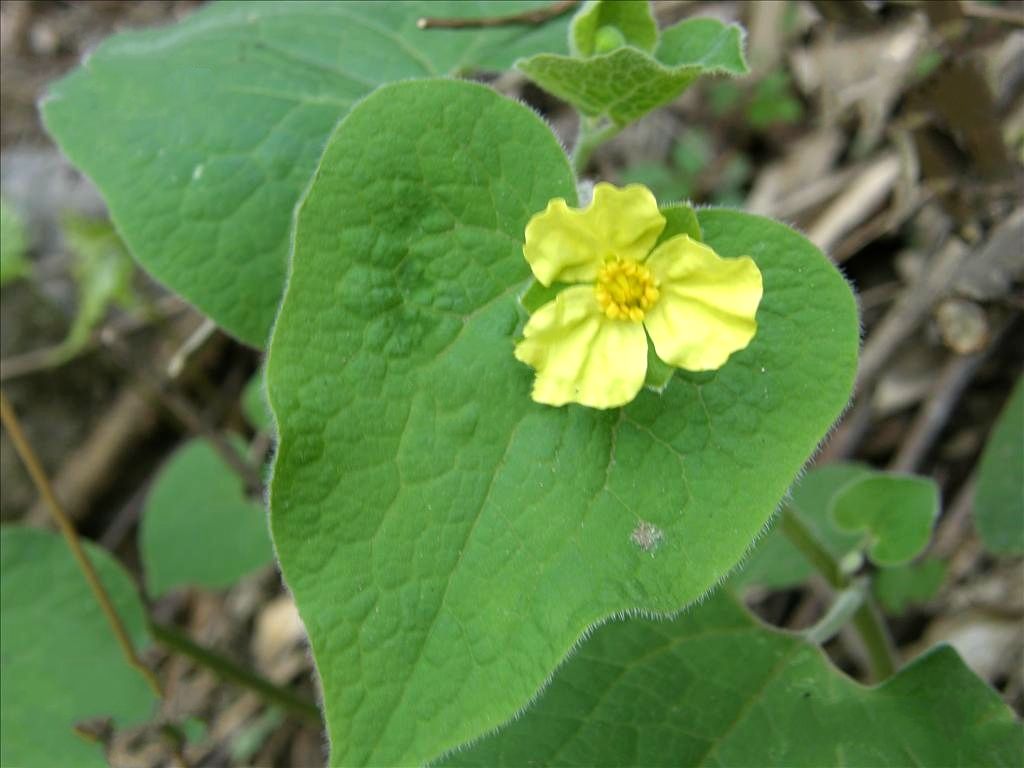 马蹄香 做法(马蹄香怎么吃功效又好又方便) - 美食网