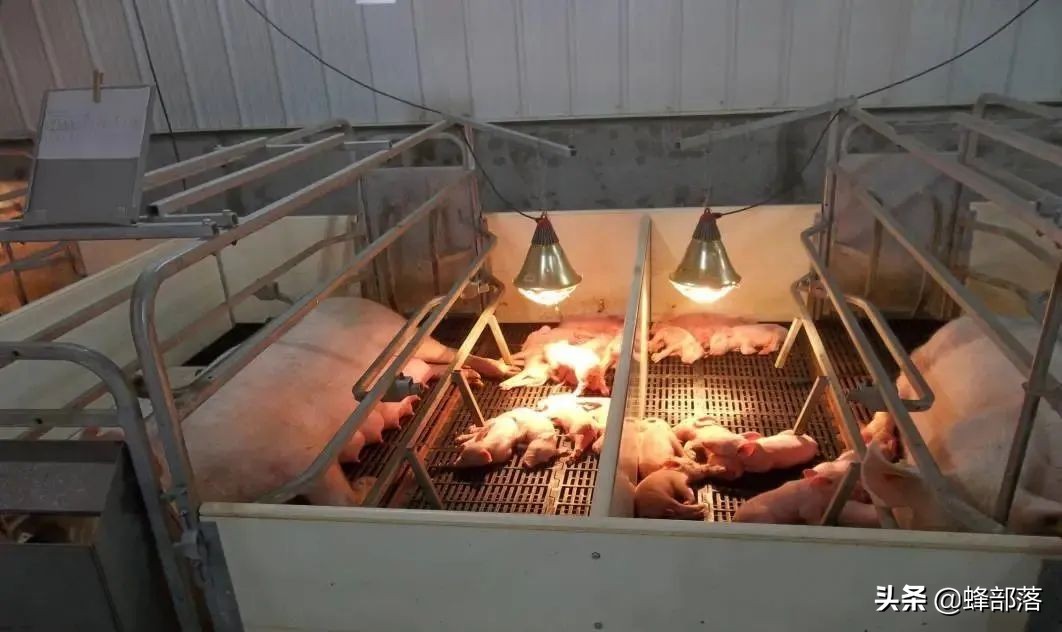 猪价8元观望，热钱进入猪市，猪肉价格上涨？控制好自己的菜篮子