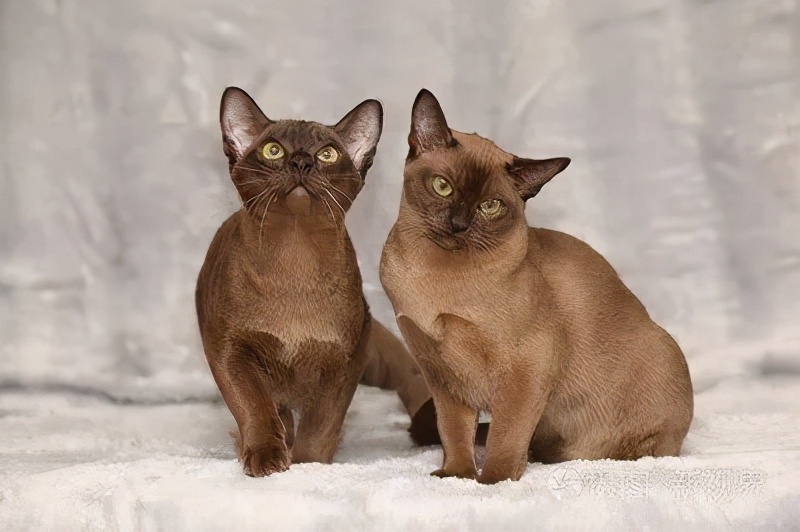 世界上最乖巧的10种猫咪，据说无人能抵挡住它们的温柔