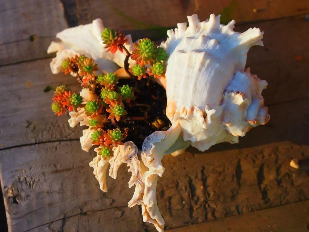 海螺图片大全(吃剩的"海螺壳"不要扔,凿个孔种上多肉,好看又实用)