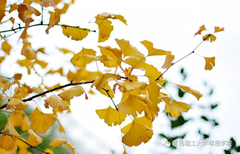 青岛理工大学琴岛学院：我把你画成画，与你平分琴院的秋色