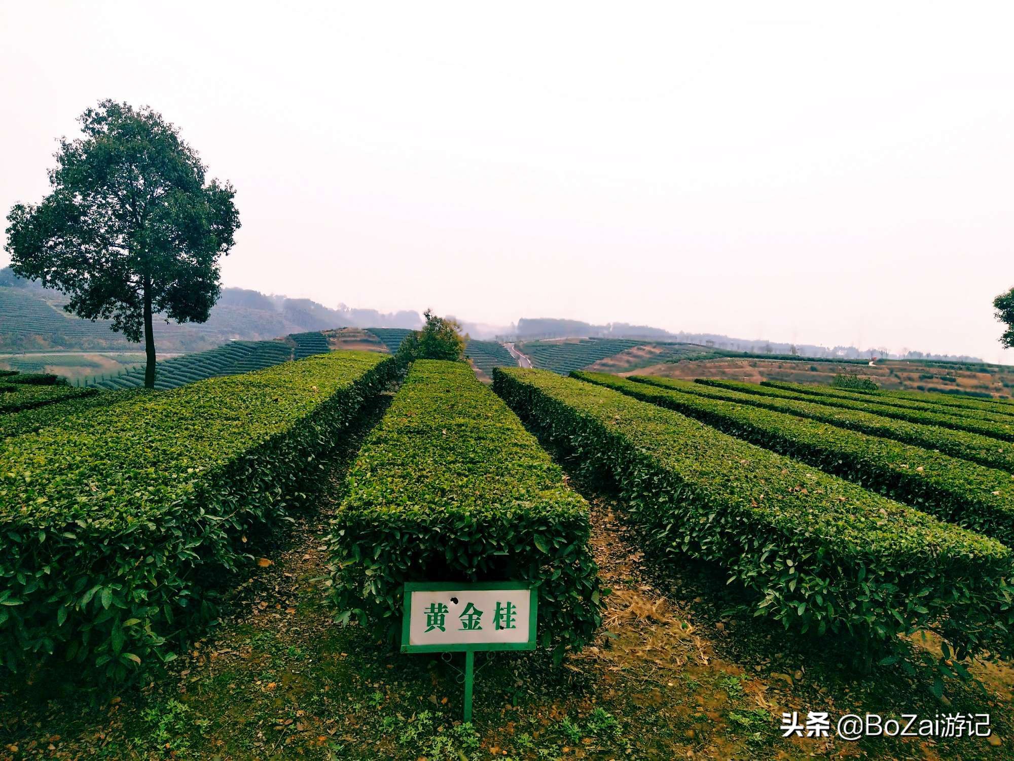 到四川乐山市旅游不能错过的10个景点，你去过几个？最爱哪个景点